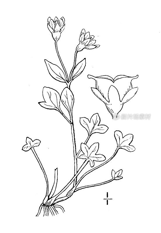 古植物学植物插图:Saxifraga rivularis, Alpine Brook Saxifrage